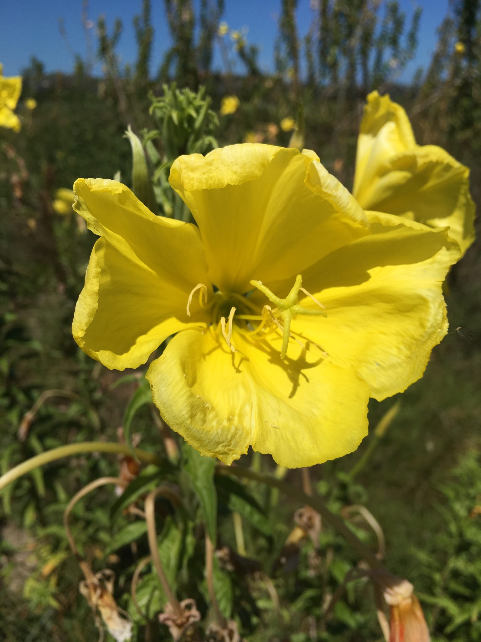 Oenothera biennis